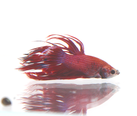 Betta Fish