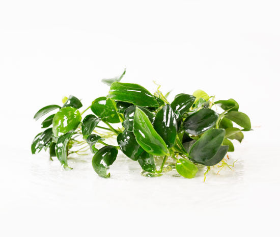 Anubias Small Leaf (Nana Petite)