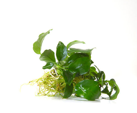 Anubias Medium Leaf