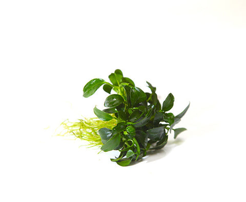 Anubias Small Leaf (Nana Petite)