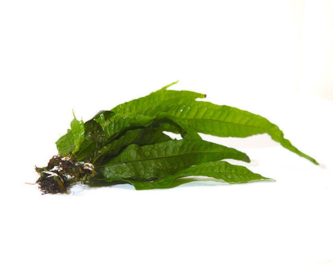 Aquatic Java Fern