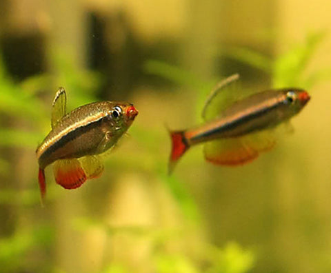 White Cloud Mountain Minnow