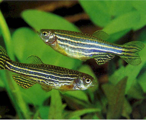 Small Zebra Danio